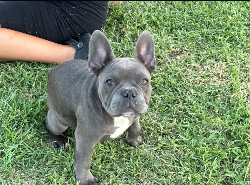 Poppy - French Bulldog puppy