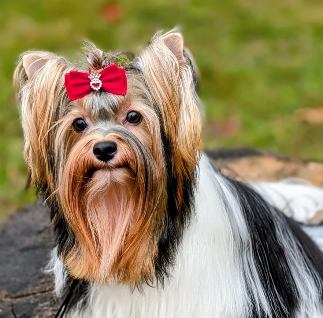 Biewer Terrier - ethically bred puppies