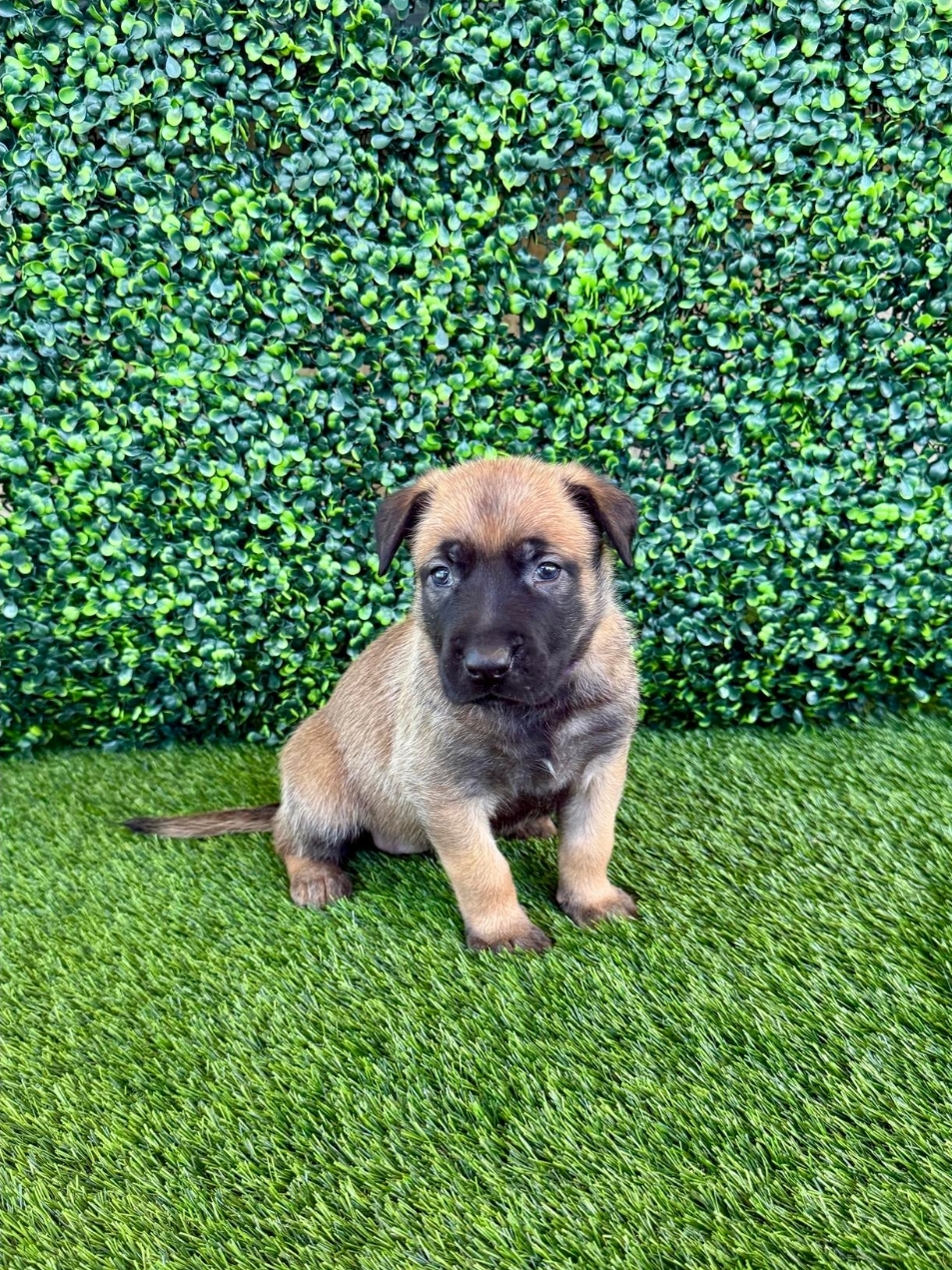 Nova - Belgian Malinois puppy
