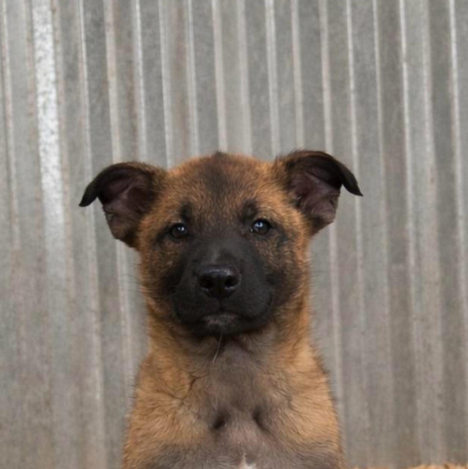 Thor - Belgian Malinois puppy