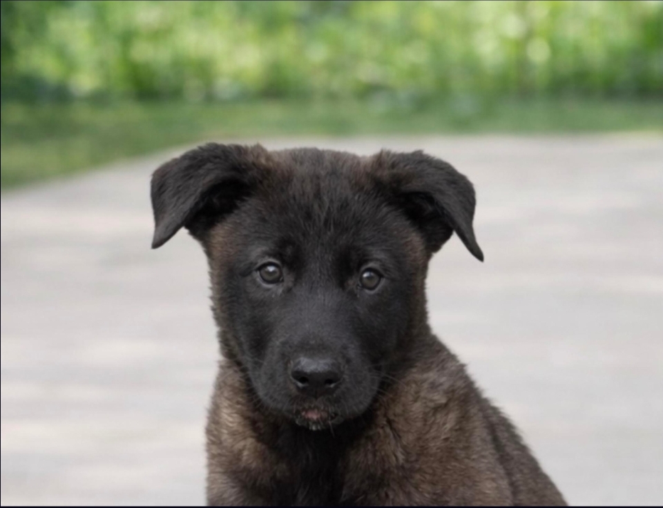 Juz - Belgian Malinois puppy