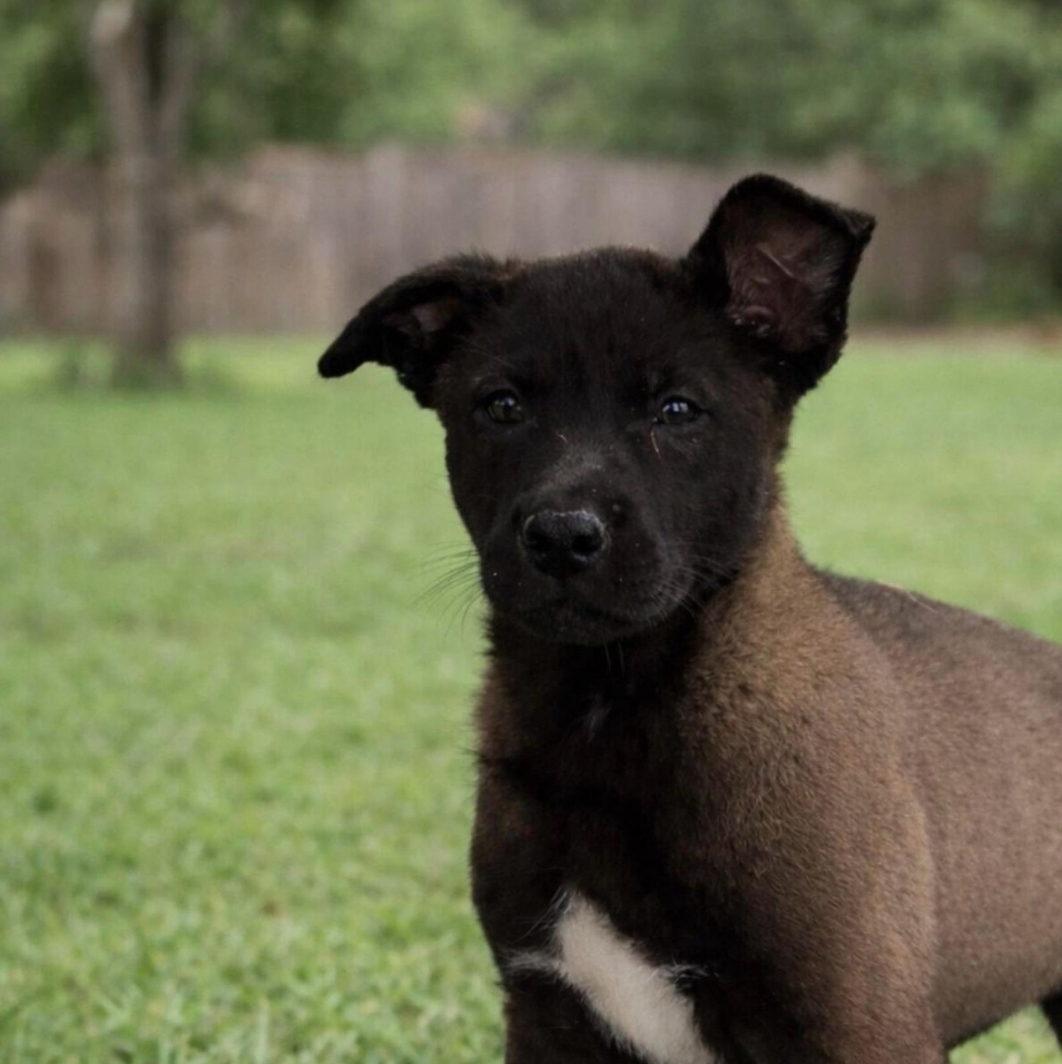 Lucid - Belgian Malinois puppy