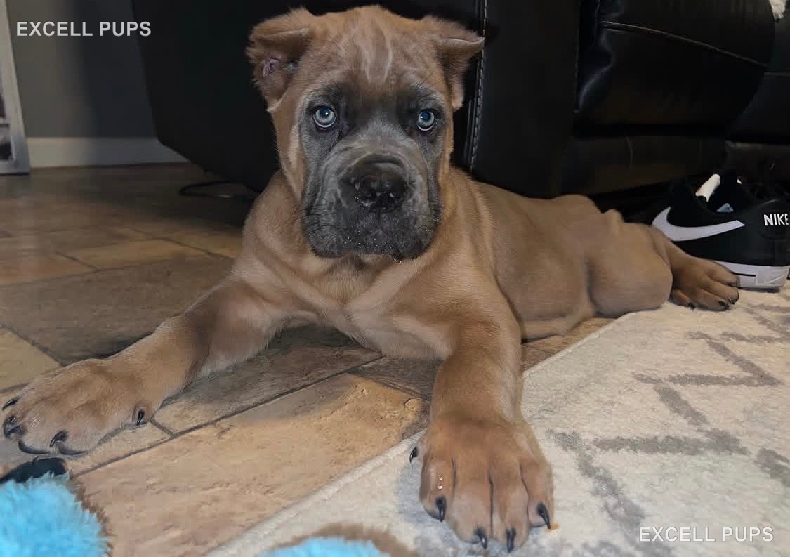 Mike  - Cane Corso puppy