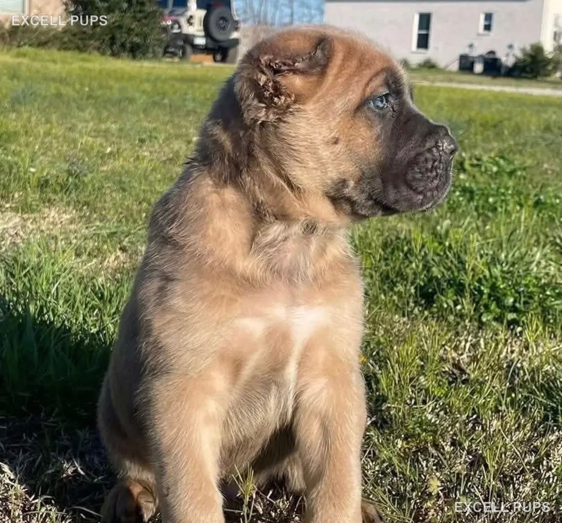 Ella  - Cane Corso puppy