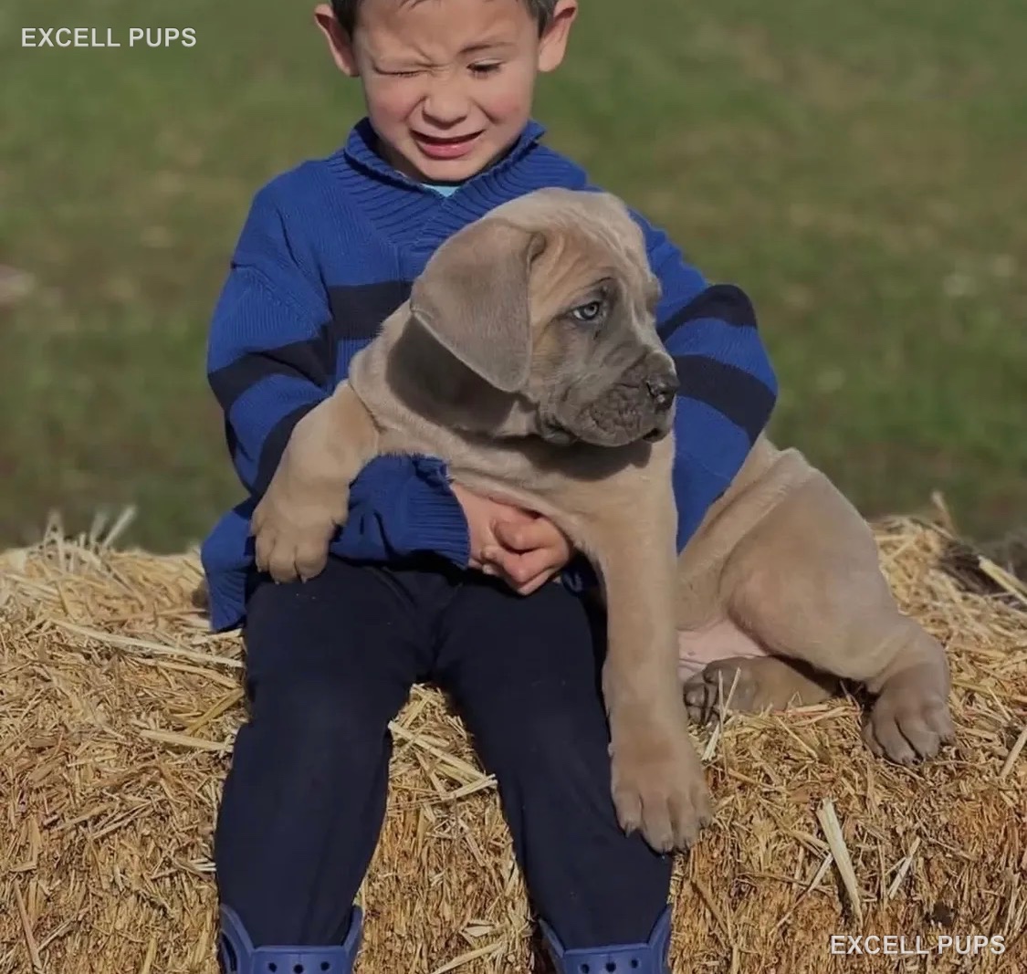 Hulk  - Cane Corso puppy