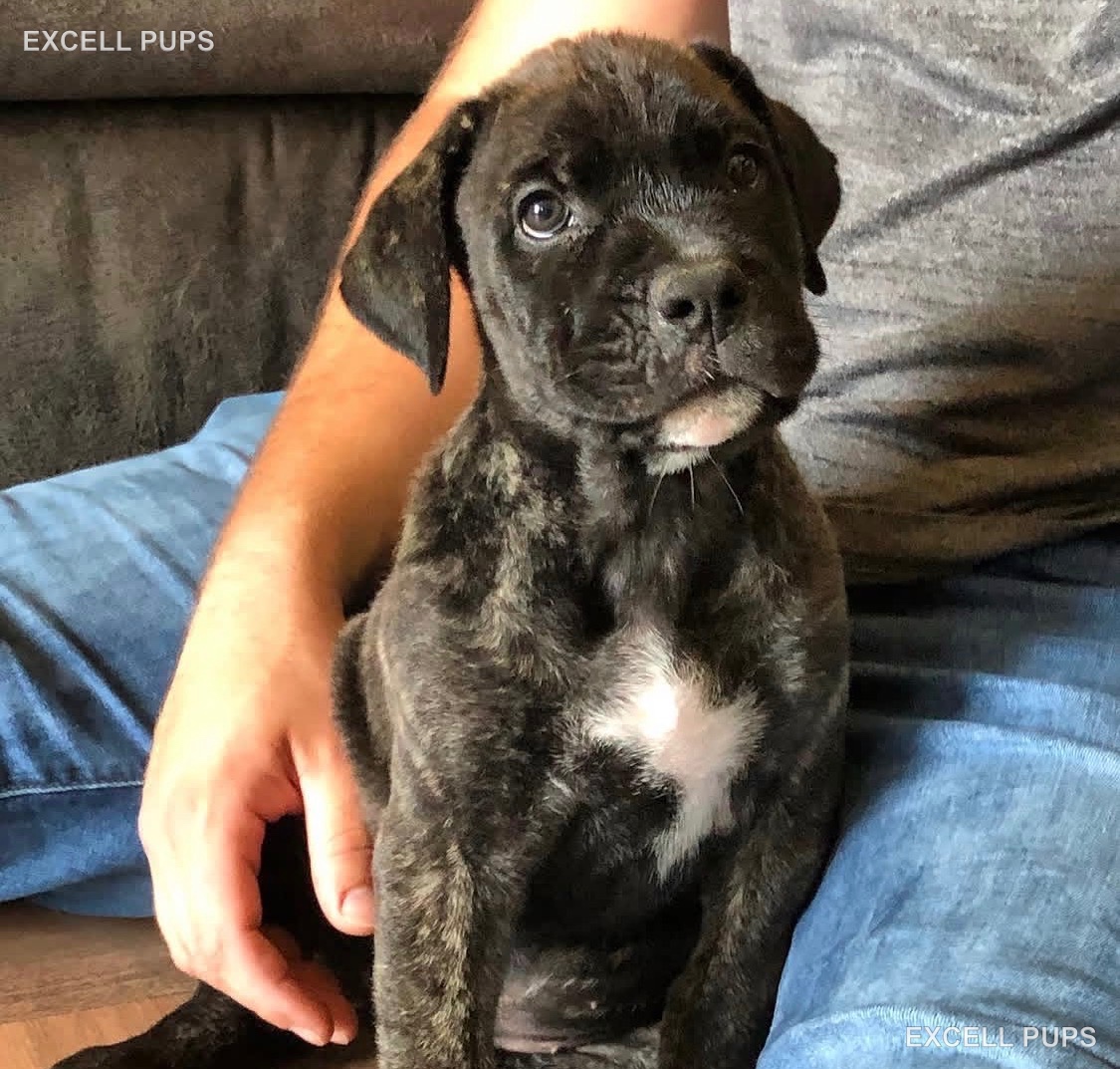 Maverick  - Cane Corso puppy
