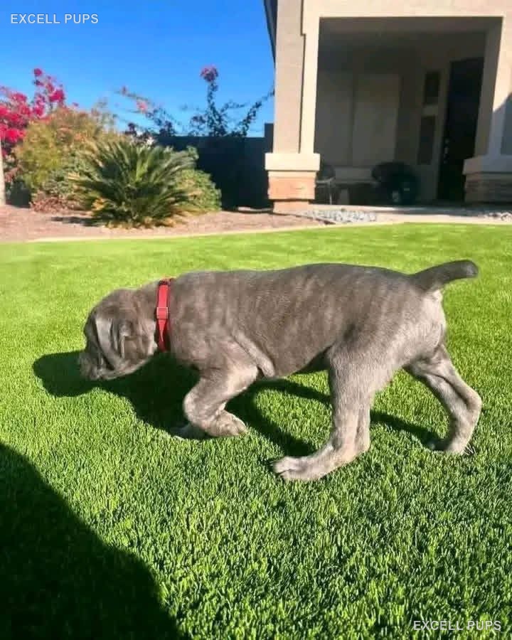 Xena  - Cane Corso puppy