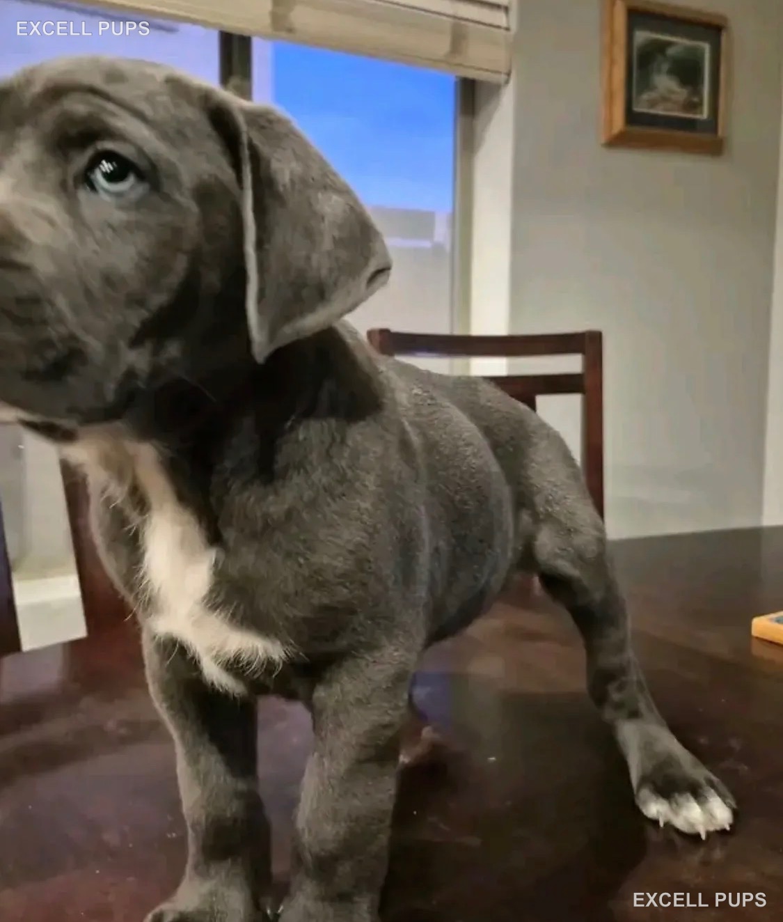 Luna - Cane Corso puppy