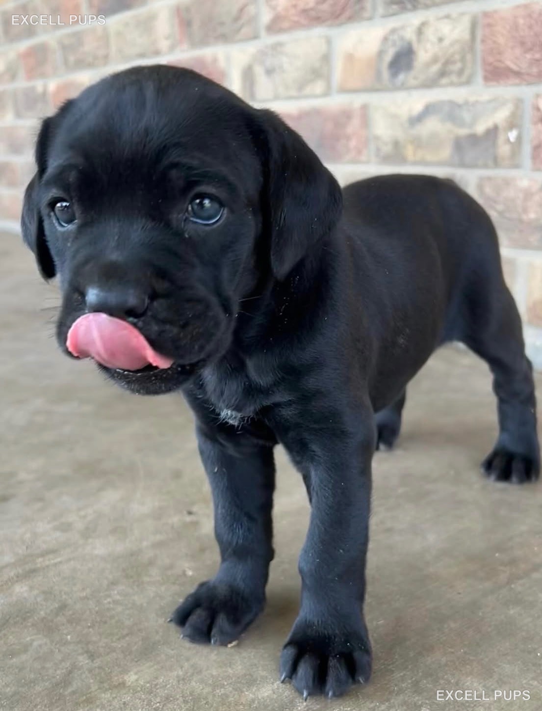Nala  - Cane Corso puppy