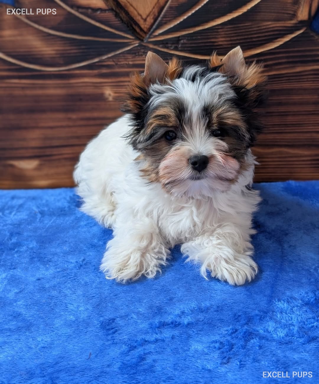 Nala  - Biewer Terrier puppy