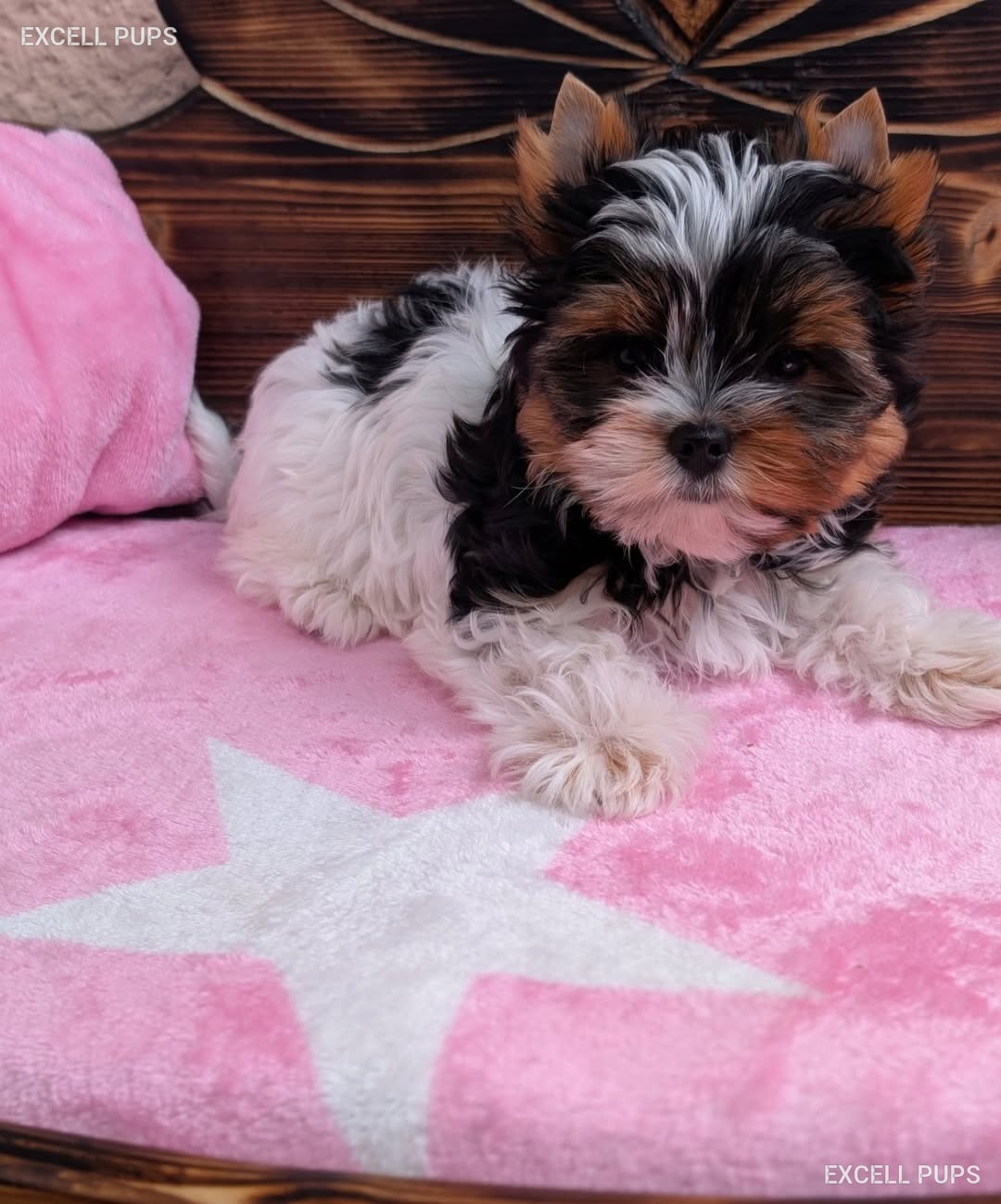 Athena  - Biewer Terrier puppy