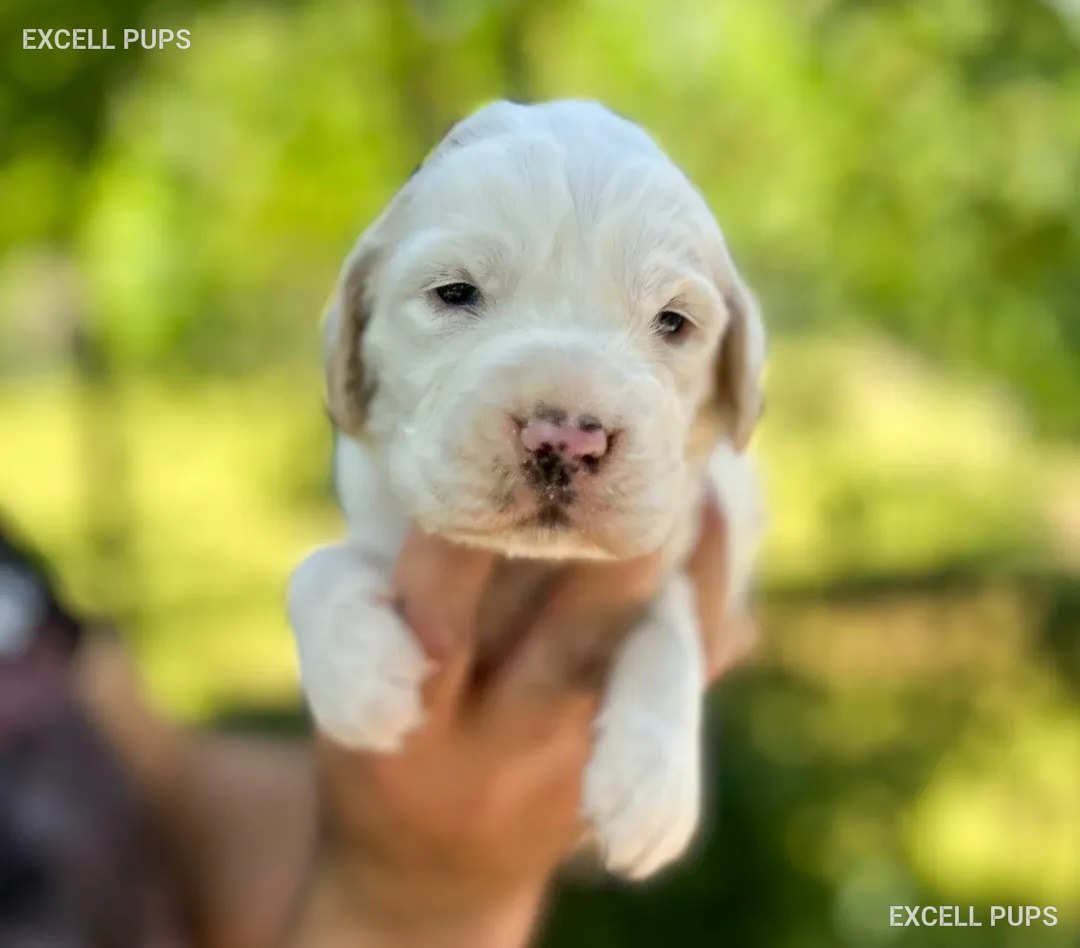 Lucy - English Setter puppy