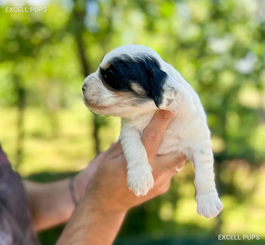 Tank  - English Setter puppy