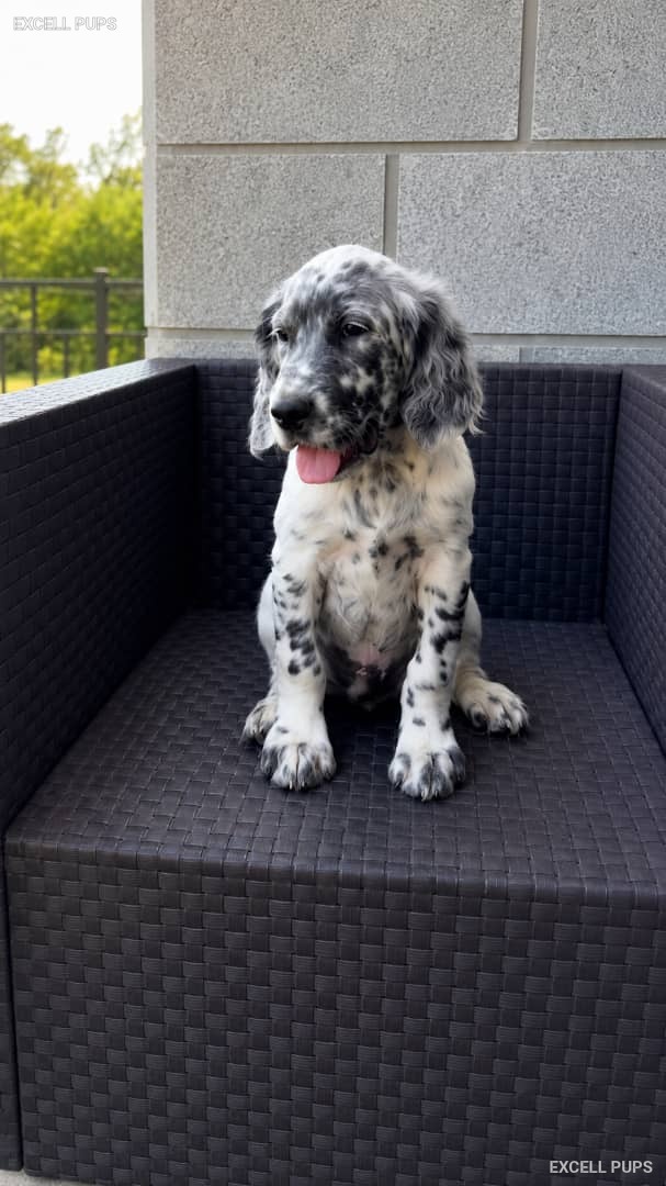 Max  - English Setter puppy